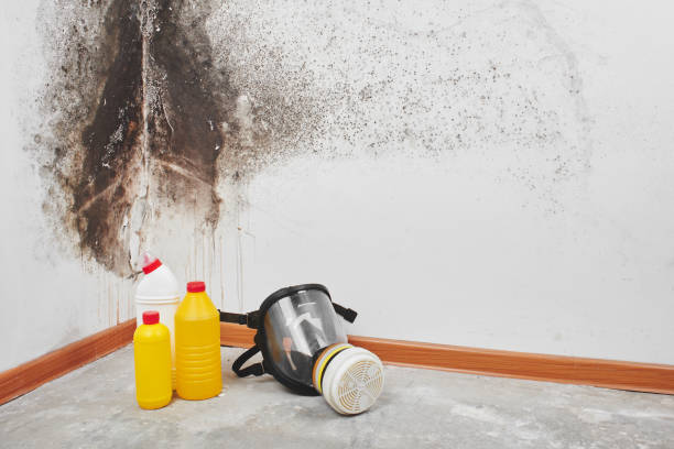 Professional Mold Removal in Pine Mountain Lake, CA