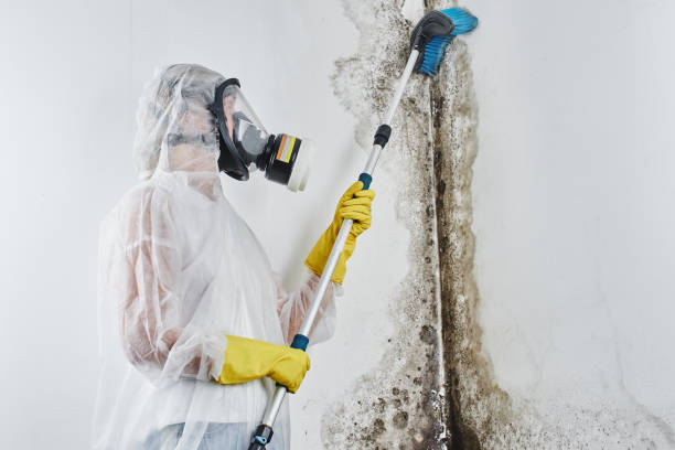 Best Same-Day Mold Removal  in Pine Mountain Lake, CA