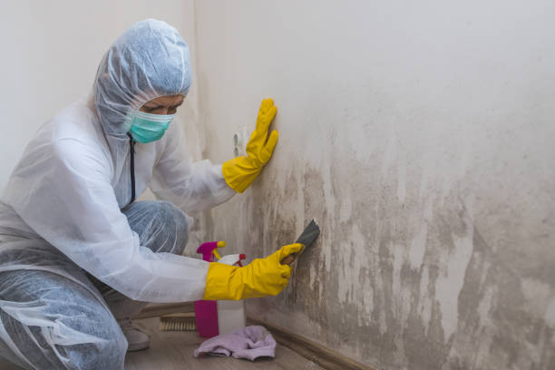 Best Emergency Mold Removal  in Pine Mountain Lake, CA