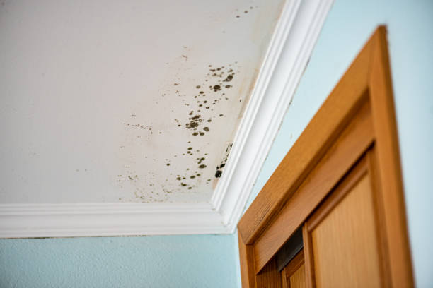 Attic Mold Removal in Pine Mountain Lake, CA