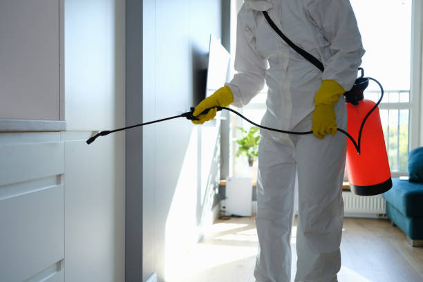 Best Black Mold Removal  in Pine Mountain Lake, CA
