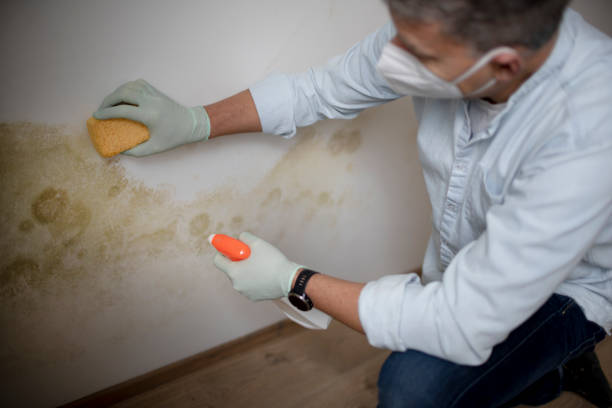 Best Professional Mold Removal  in Pine Mountain Lake, CA