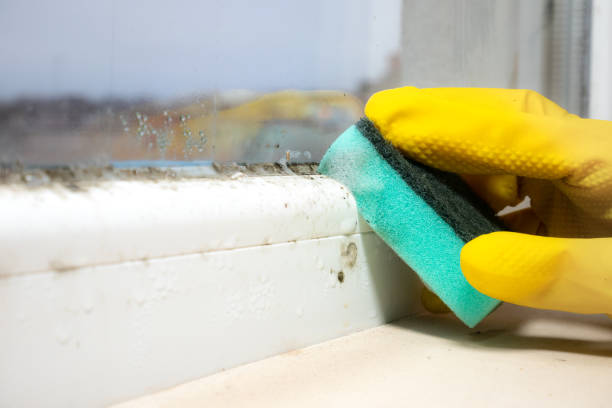 Best Local Mold Removal Service  in Pine Mountain Lake, CA