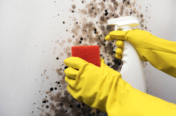 Best Mold Testing  in Pine Mountain Lake, CA