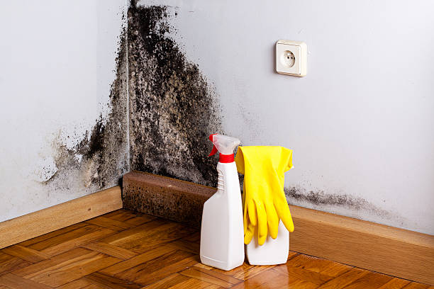 Best Crawl Space Mold Removal  in Pine Mountain Lake, CA
